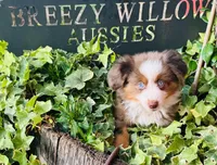 Stetson , a male Australian Shepherd for sale in Gray, GA – 4 of 10