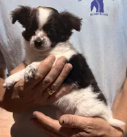 Bessie, a female Chihuahua for sale in Gray, GA – 2 of 4