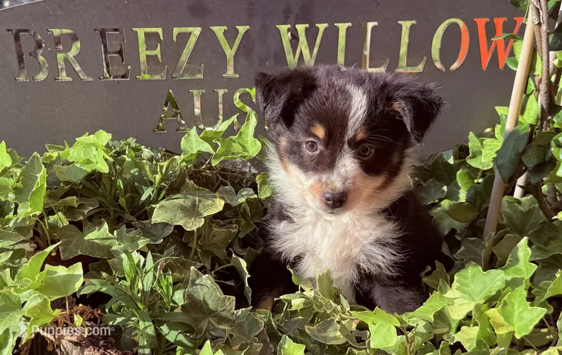 Sofia – Australian Shepherd puppy for sale in Gray, GA