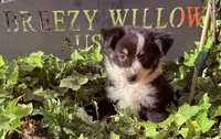 Sofia, a female Australian Shepherd for sale in Gray, GA – 1 of 10