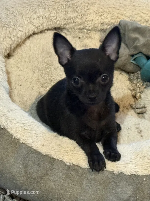 Jackie  – Chihuahua puppy for sale in Gray, GA