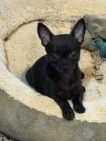 Jackie , a female Chihuahua for sale in Gray, GA – 1 of 6