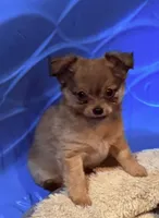Ray , a male Chihuahua for sale in Gray, GA – 2 of 6