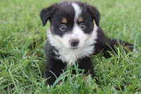 Sofia, a female Australian Shepherd for sale in Gray, GA – 5 of 10