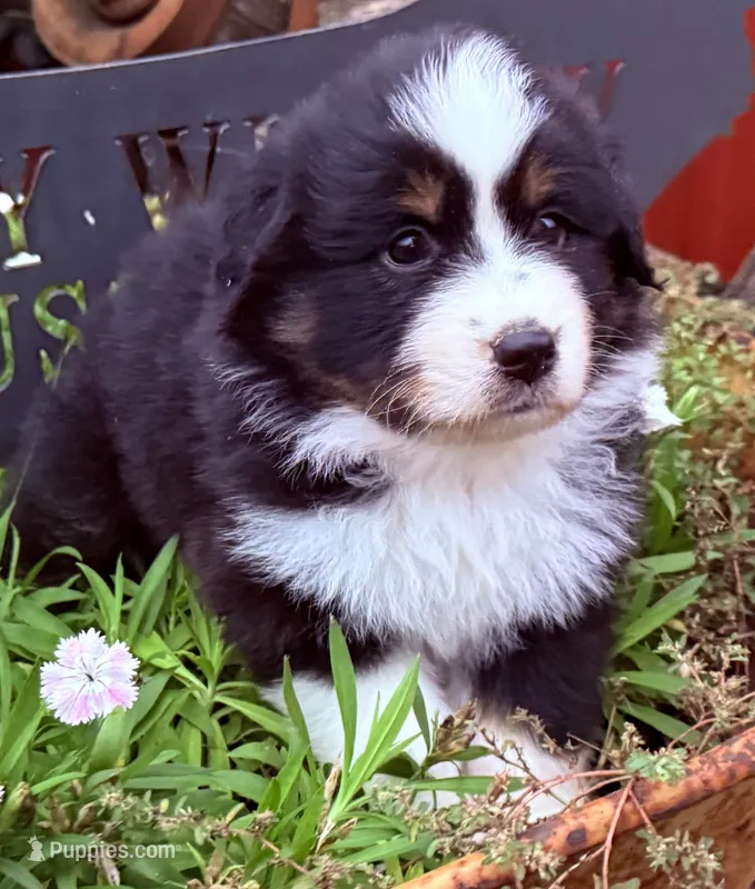 Sonny – Australian Shepherd puppy for sale in Gray, GA