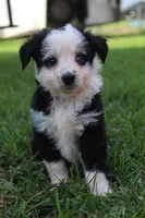 Sandy , a female Australian Shepherd for sale in Gray, GA – 10 of 10
