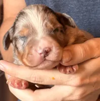 Simon, a male Australian Shepherd for sale in Gray, GA – 1 of 5