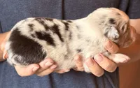 Samson , a male Australian Shepherd for sale in Gray, GA – 3 of 5