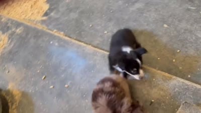 Sandy , a female Australian Shepherd for sale in Gray, GA – 6 of 10