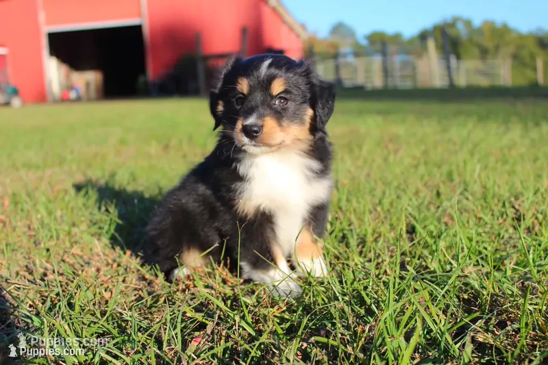 Dean – Australian Shepherd puppy for sale in Gray, GA
