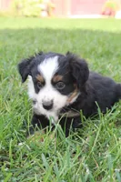 Stella, a female Australian Shepherd for sale in Gray, GA – 2 of 10