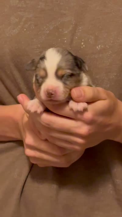 Perry, a male Australian Shepherd for sale in Gray, GA – 5 of 5