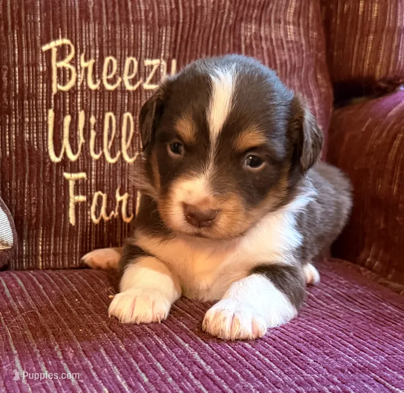 Davy – Australian Shepherd puppy for sale in Gray, GA