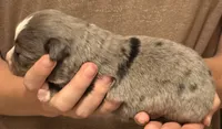 Paul, a male Australian Shepherd for sale in Gray, GA – 3 of 5