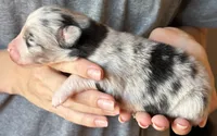 Logan, a male Australian Shepherd for sale in Gray, GA – 3 of 8