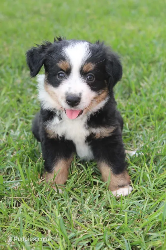 Stella – Australian Shepherd puppy for sale in Gray, GA