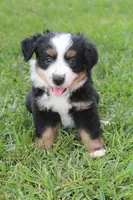 Stella, a female Australian Shepherd for sale in Gray, GA – 4 of 10