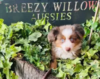 Stetson , a male Australian Shepherd for sale in Gray, GA – 5 of 10