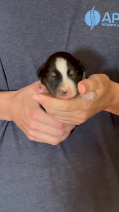 Daisy, a female Australian Shepherd for sale in Gray, GA – 5 of 5