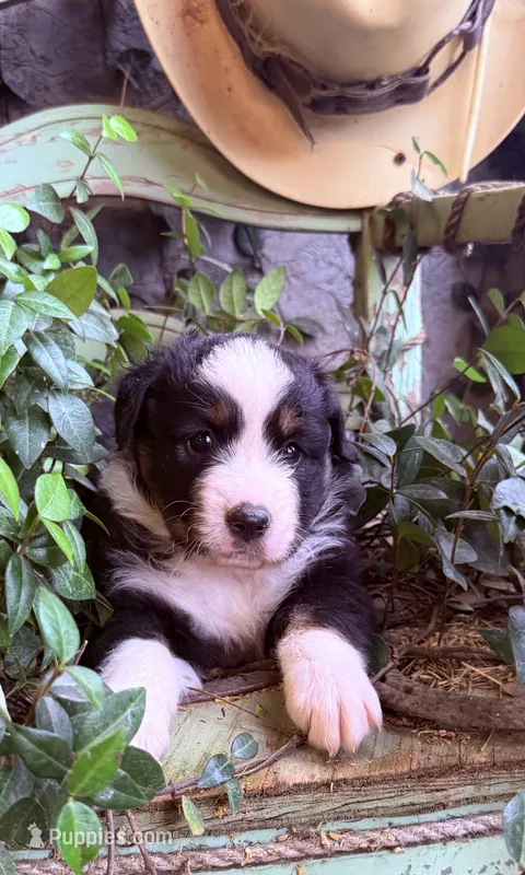 Sophie  – Australian Shepherd puppy for sale in Gray, GA