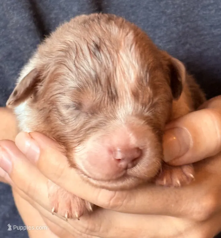 Spencer – Australian Shepherd puppy for sale in Gray, GA