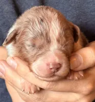 Spencer, a male Australian Shepherd for sale in Gray, GA – 1 of 5