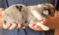 Sawyer, a male Australian Shepherd for sale in Gray, GA – 2 of 5