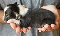 Lance , a male Australian Shepherd for sale in Gray, GA – 5 of 7