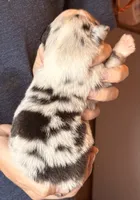 Samson , a male Australian Shepherd for sale in Gray, GA – 2 of 5
