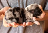 Leroy, a male Australian Shepherd for sale in Gray, GA – 6 of 7