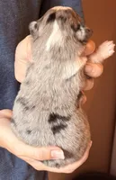 Sawyer, a male Australian Shepherd for sale in Gray, GA – 4 of 5