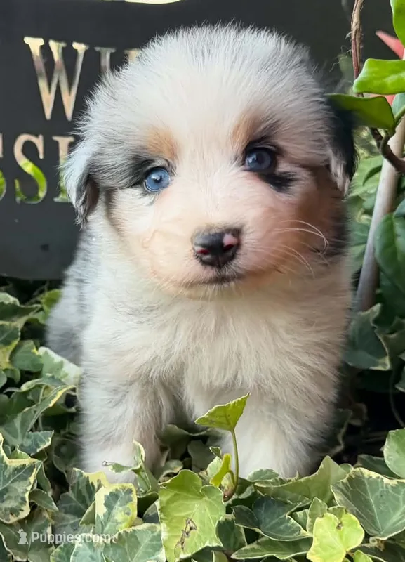 Logan – Australian Shepherd puppy for sale in Gray, GA