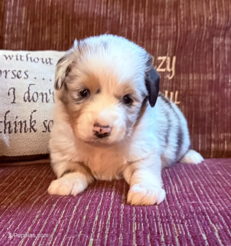 Samson  – Australian Shepherd puppy for sale in Gray, GA