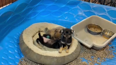 Ray , a male Chihuahua for sale in Gray, GA – 4 of 6