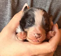 Leroy, a male Australian Shepherd for sale in Gray, GA – 2 of 7