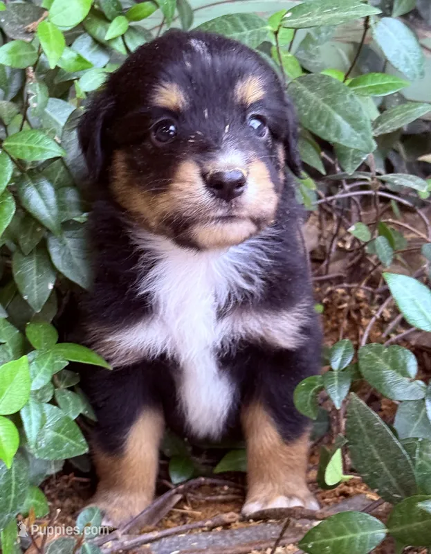 Dylan – Australian Shepherd puppy for sale in Gray, GA