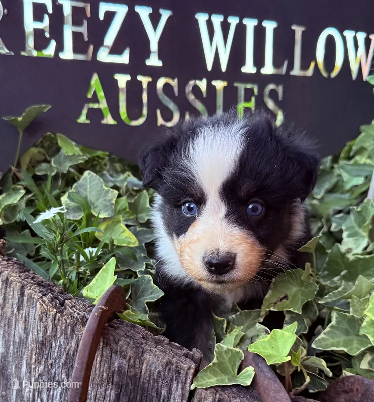 Levi – Australian Shepherd puppy for sale in Gray, GA