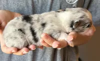 Logan, a male Australian Shepherd for sale in Gray, GA – 5 of 8