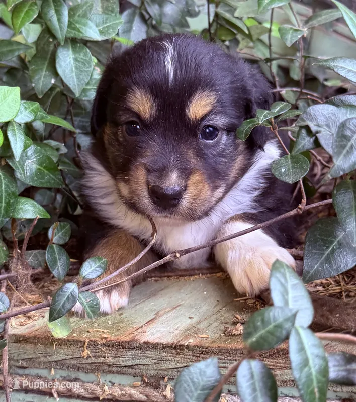 Danny – Australian Shepherd puppy for sale in Gray, GA