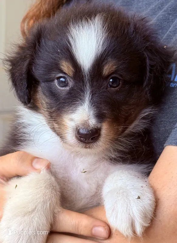 Lance  – Australian Shepherd puppy for sale in Gray, GA