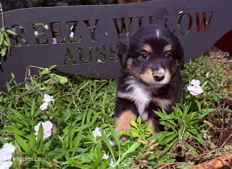 Dylan – Australian Shepherd puppy for sale in Gray, GA