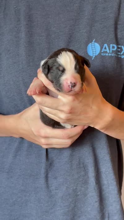Sophie , a female Australian Shepherd for sale in Gray, GA – 5 of 5