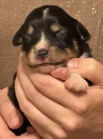 Penny, a female Australian Shepherd for sale in Gray, GA – 2 of 5