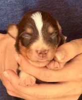 Davy, a male Australian Shepherd for sale in Gray, GA – 1 of 5