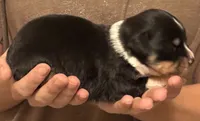 Penny, a female Australian Shepherd for sale in Gray, GA – 3 of 5