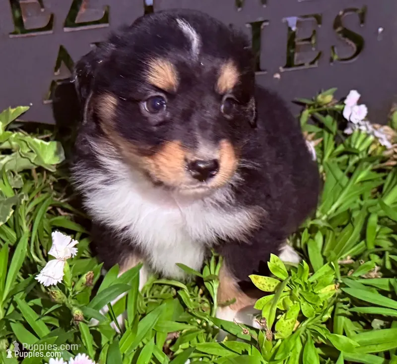 Dean – Australian Shepherd puppy for sale in Gray, GA