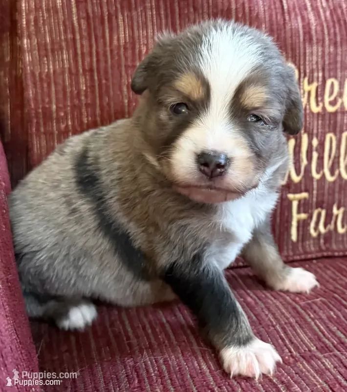 Paul – Australian Shepherd puppy for sale in Gray, GA