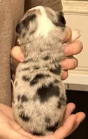 Perry, a male Australian Shepherd for sale in Gray, GA – 2 of 5