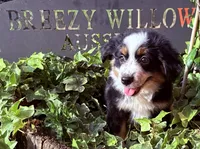 Stella, a female Australian Shepherd for sale in Gray, GA – 6 of 10