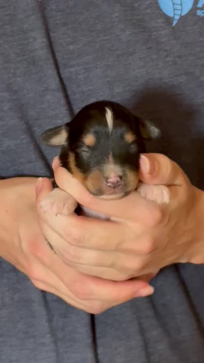 Dean, a male Australian Shepherd for sale in Gray, GA – 5 of 5